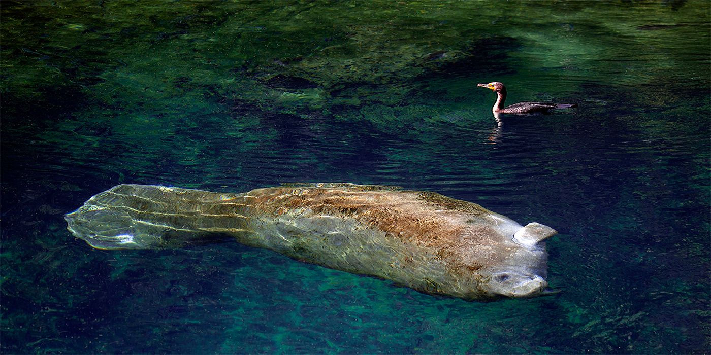 Resting Manatee
