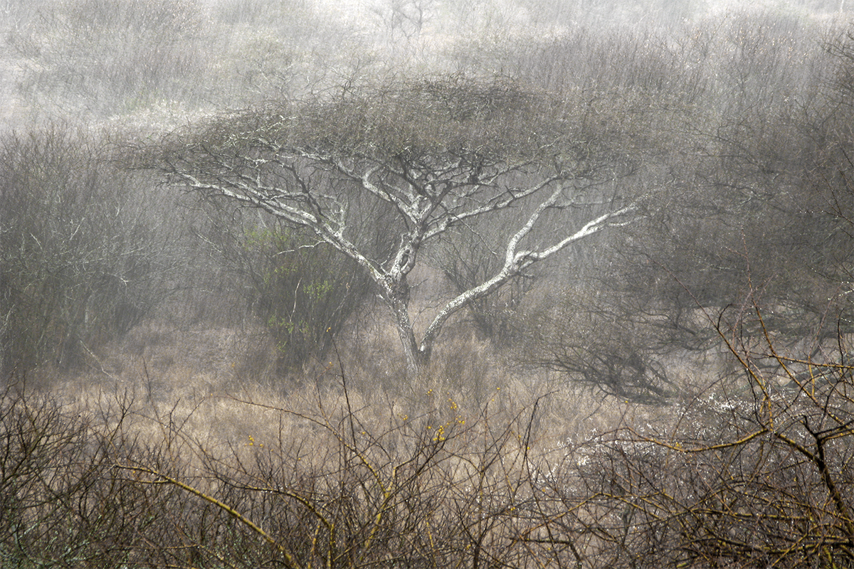African Rain — Greg Lawson