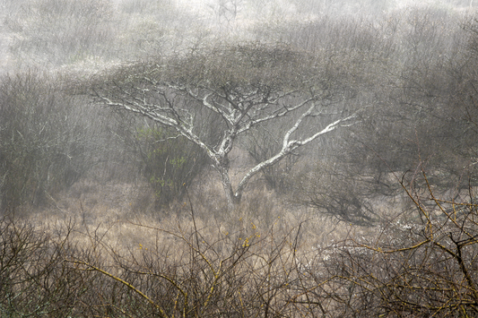 African Rain