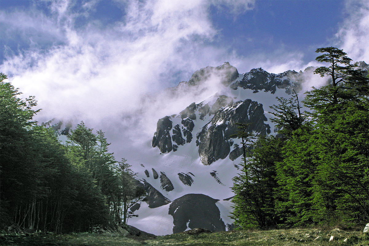 Austral Forest