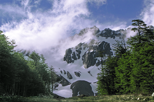 Austral Forest