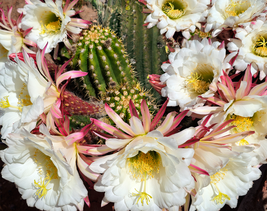 Cereus