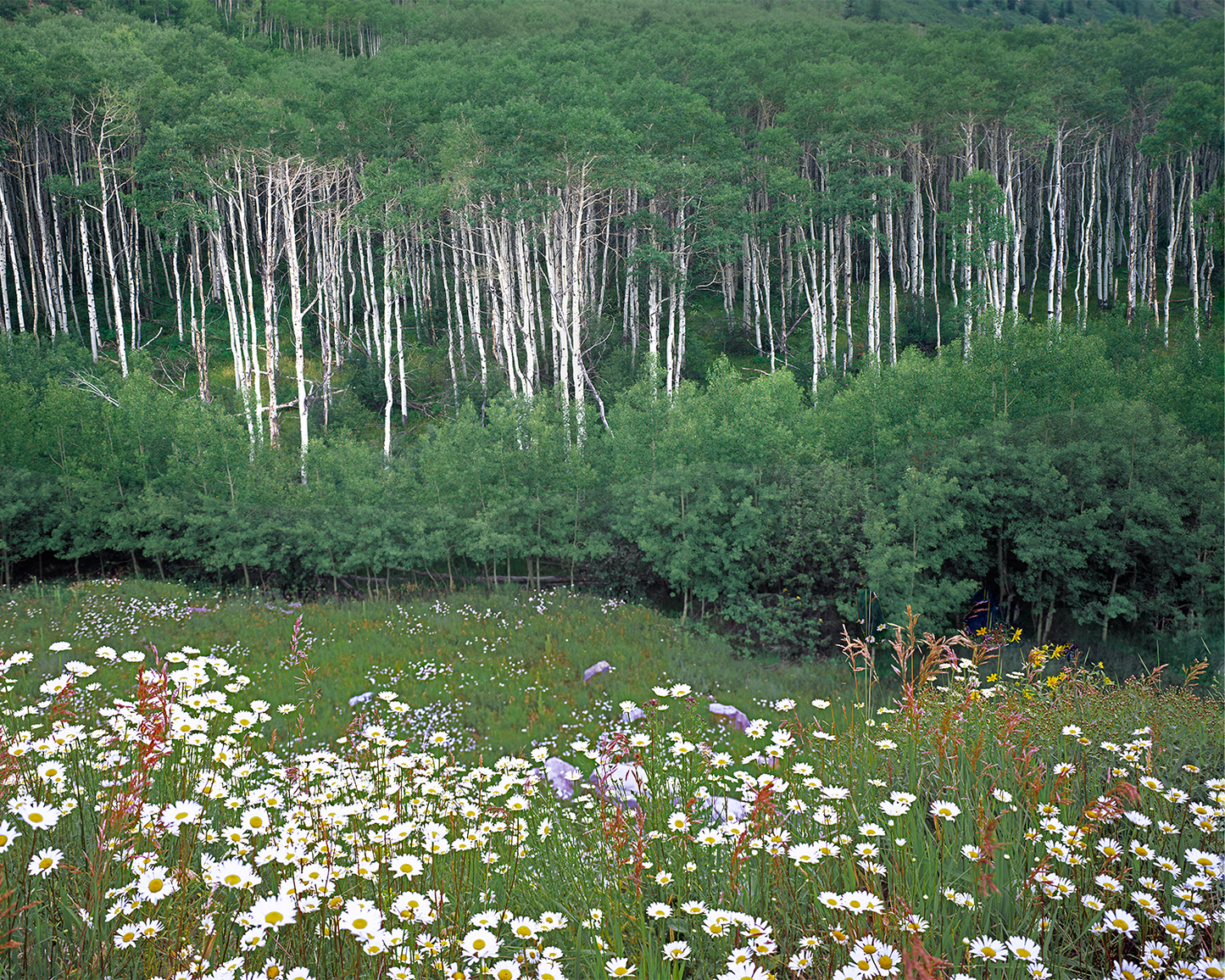The Family Tree