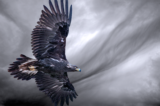 Golden Eagle