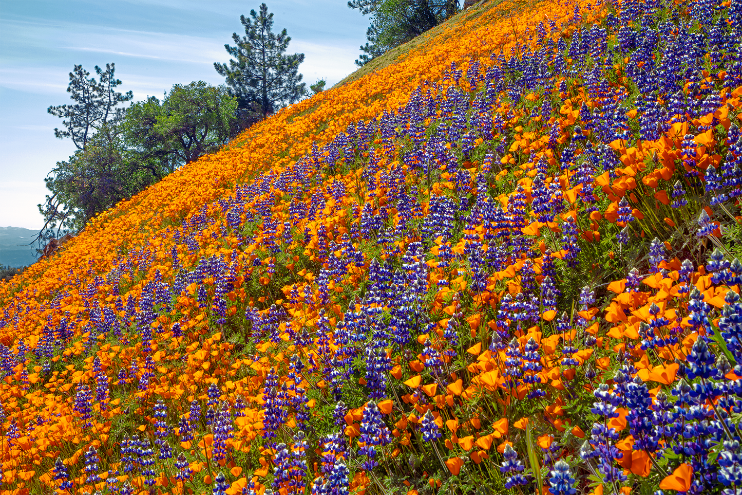 California Poppies