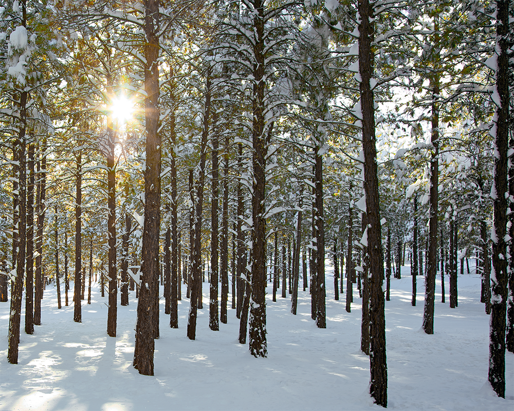 Forest Starburst