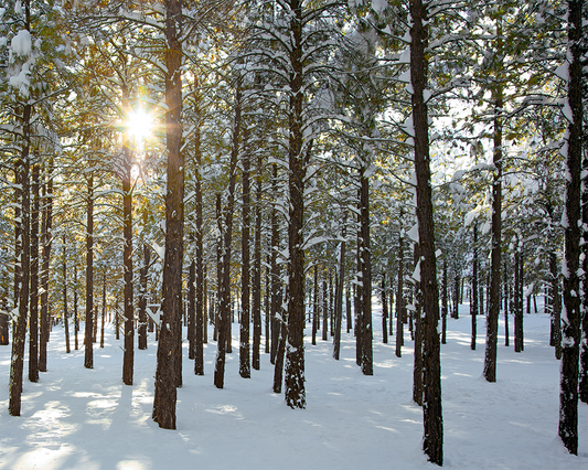 Forest Starburst