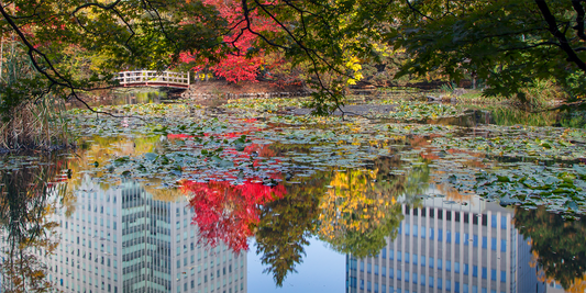 Sapporo Reflection