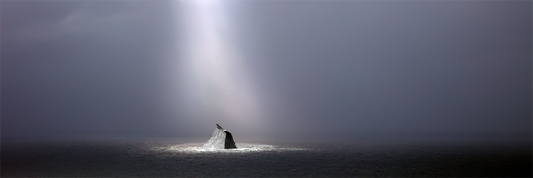Fluke of Nature
