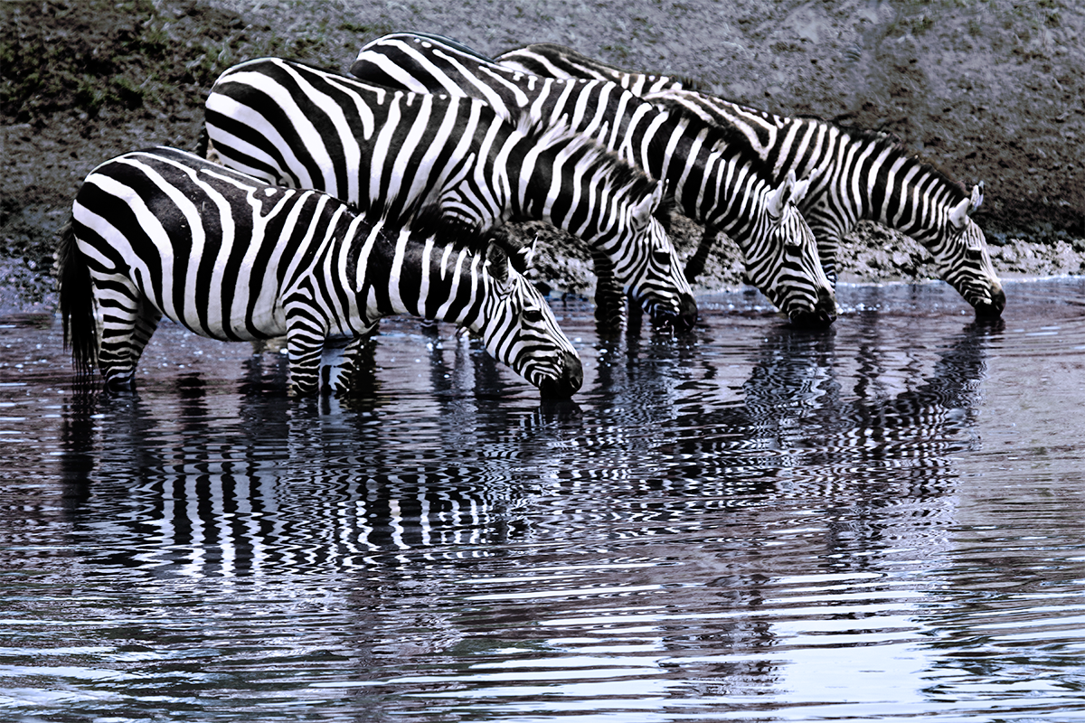 Zebra Stripes