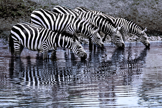 Zebra Stripes