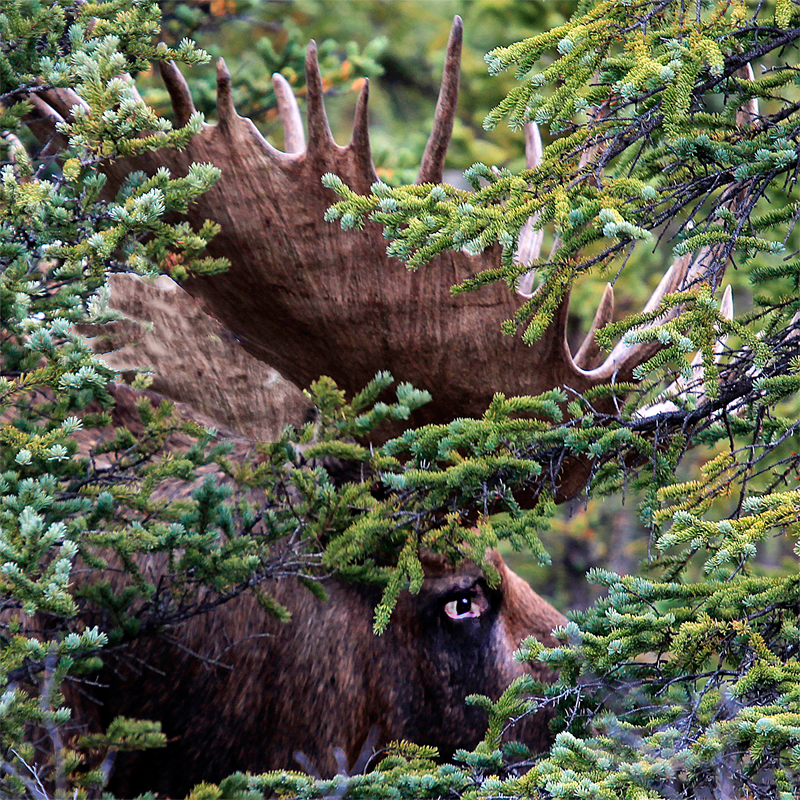 Moose in Spruce