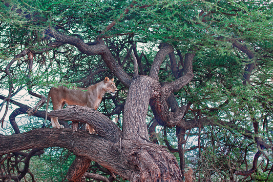 Lioness Intent