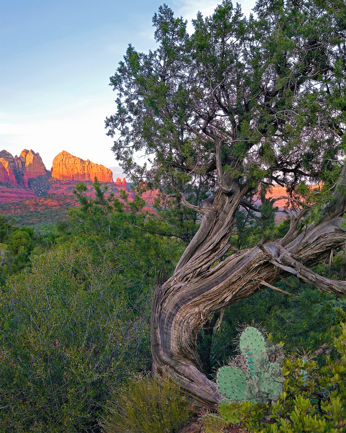 Twisted Juniper